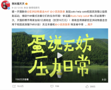 天猫联合爱心商家救助校园流浪猫，网友直呼：真暖心